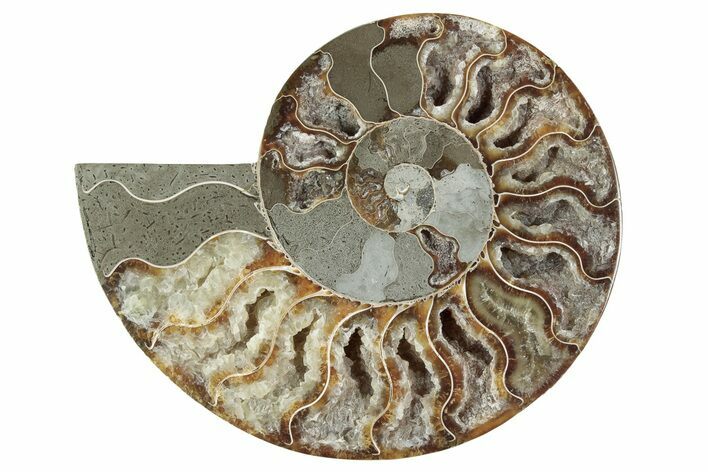 Cut & Polished Ammonite Fossil (Half) - Madagascar #241016